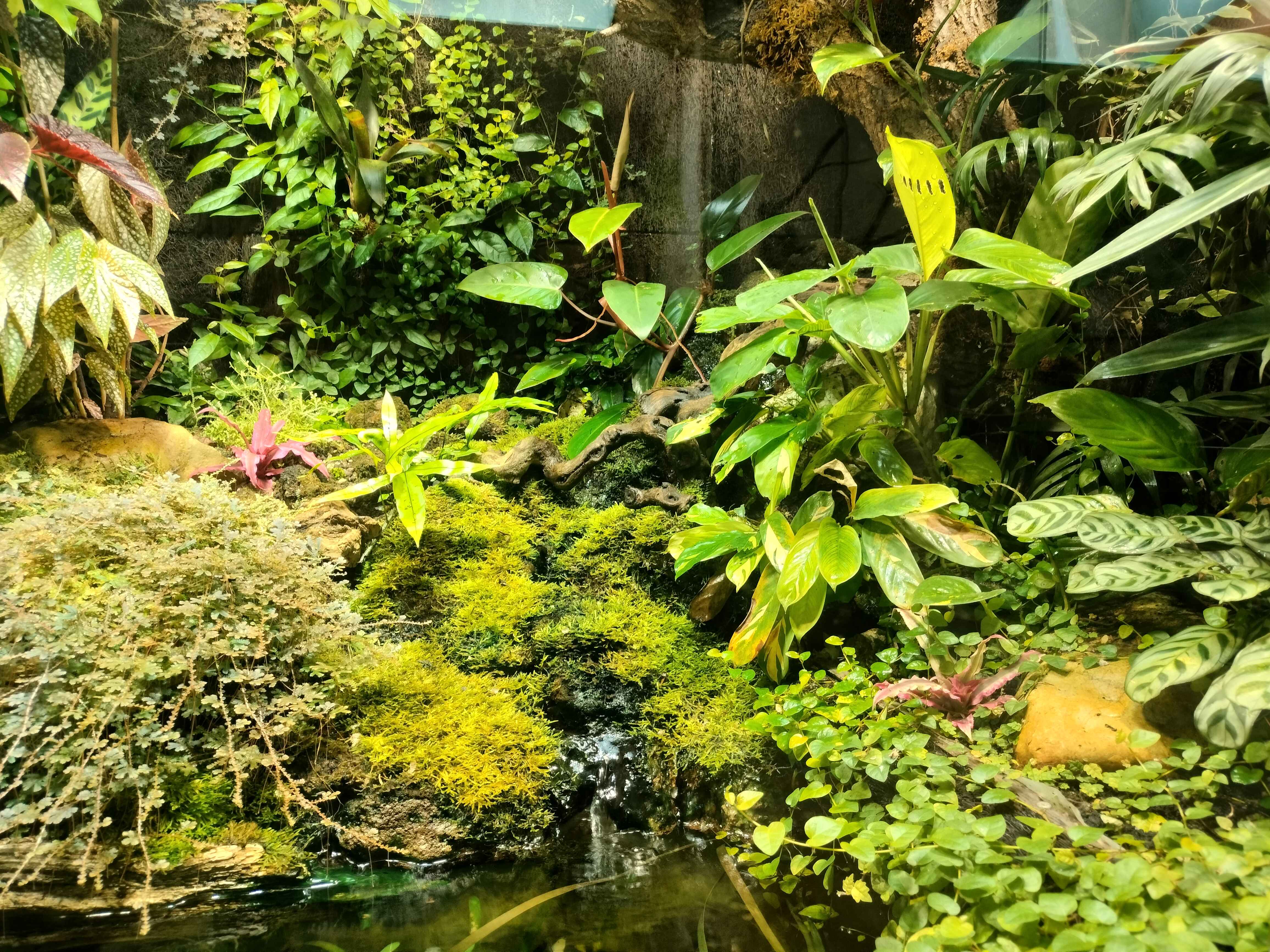 Jungle Terrain Panorama View